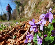 13 Viola odorata-Viola mammola